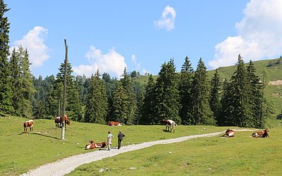 Ausschließlich Kalbinnen und Trockenstehende nutzen die Weiderechte der Agrargemeinschaft Riedlkar