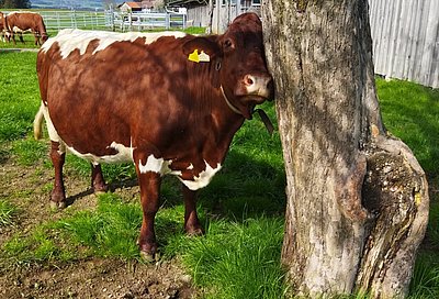 So wohl dürfen sich die Kühe am Almannsgrub-Hof in Seekirchen fühlen!