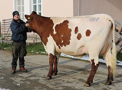 Jungkuh RIKOLA (V.Rekord) vom Land Kärnten, Litzlhof
