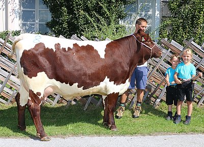 Jungkuh DONNA (V.Rager) von Josef Volgger, Nusser, Weißbach