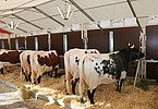 IMG 6883