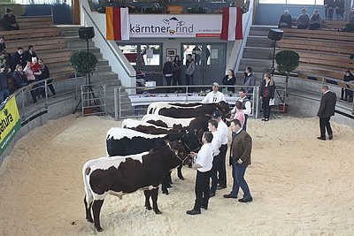 Die Stiergruppe sorgte für viel positiven Gesprächsstoff. Im Anschluss wurden zwei Stiere versteigert. Kaufpreise 2.500 und 2.100 Euro netto!