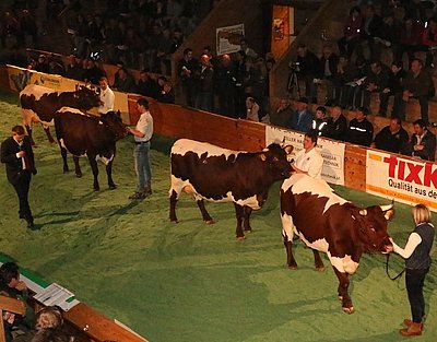Hochkarätiges Pinzgauer-Finale 2015