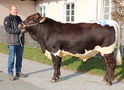 Franser (Franzel x Samson) von Hubert Wörgötter, Moosburg, Uttendorf wechselte zu Familie Heugenhauser, Duxner, Saalfelden