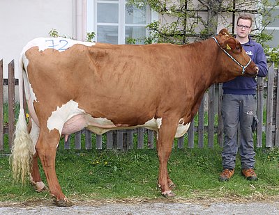 Jungkuh RAPUNZEL (V.Shawnee Red) vom Land Kärnten, Litzlhof