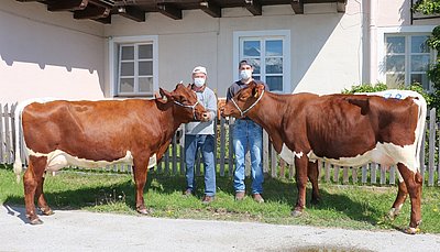 Zwei Topkühe aus dem Zuchtbetrieb Franz Streitberger, Polten, Maishofen - Drittkalbskuh Buda (V.Lawunda) und Jungkuh (V.Loris)