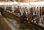 IMG 4688