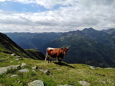 Die Kühe von Fabio Steiner verbringen den Sommer auf der Wunalm in Prägraten auf über 2.600 m Seehöhe!