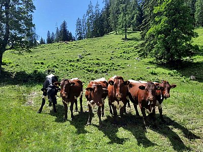 Perfekte Bedingungen für eine optimale Aufzucht - die Kalbinnen von Josef Mösenlechner, Wimmern in Teisendorf auf der Priesbergalm im Königsseegebiet!
