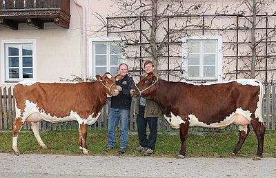 Zwei Spitzenkühe - BABY (V.Locki) und SCHÖNAU (V.Logen) von Dr. Wolfgang Porsche, Schüttgut, Zell am See - an der Hand von Hermann Egger und Christoph Schernthaner!