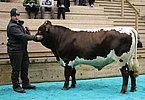 Teststierkandidat FAMBO (Fürst x Lenz, Z.Roland Schneider, Palfen, Saalbach) von Gabriel Riedlsperger, Vorderronach, SaalbachTeststierkandidat FAMBO (Fürst x Lenz), gezüchtet von Roland Schneider, Palfen, Saalbach