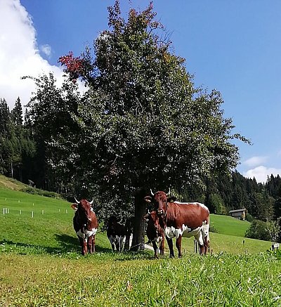 Als ob sie wüssten, dass sie schön sind - prachtvolle Kalbinnen von Peter Exenberger, Haller in Westendorf!