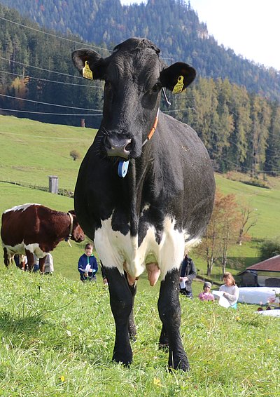 Josef Innerhofer