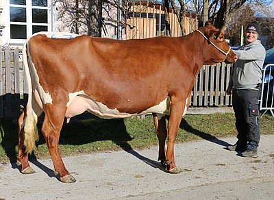Drittkalbskuh GITTI (V.Reif, 43,7%RH) von Maria Schmiderer, Vorderkasbichl, Saalfelden