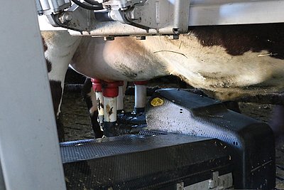 Solche Euter mag nicht nur der Roboter, sie sind auch der Traum jedes Züchters!