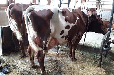 Gleich zwei Leistungsgranaten sicherte sich Werner Taschler, Taschler aus Toblach/Südtirol - v.l. Jungkuh Enzian (V.Brekan Red) und Zweitlaktierende Bella (V.Snake Red) - beide von Anna und Andreas Wallinger, Unterstrubegg, Annaberg