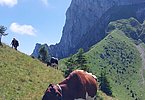 Hinter mir das Stockhorn und vor mir beste Alpkräuter - die Kühe von Familie Isch-Marti haben mit der Oberen Walalp eine wunderbare Sommerdestination.