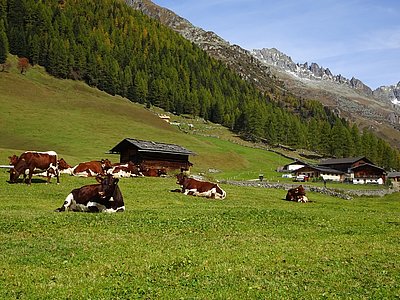Unbedingt einen Besuch wert - Heilig-Geist im hintersten Ahrntal, wo die Kühe von Hans-Friedrich Hofer, Rastbichler nicht zu übersehen sind!