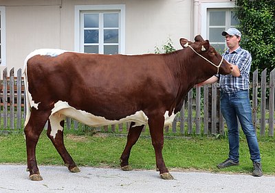Peter Bodner, Huber aus Pfalzen sicherte sich die trächtige Kalbin MONDSCHEIN (V.Major) von Barbara Reitstätter, Hackl in Kössen!