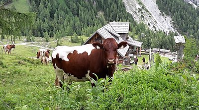 Ein unbedingtes Ausflugs- und Wanderziel - die Müllnerbauernalm im Twenger Lantschfeld!
