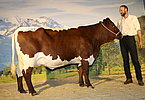 Kat.Nr. 192 - Gruppendritte ALFA (V.Fall) v. Josef Innerhofer, Roaner, Saalfelden
