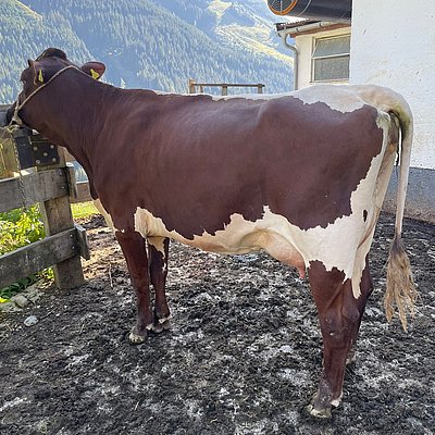 Jungkuh KUNI (V.Loriot, 41,4%RF) von Gabriel Riedlsperger, Vorderronach, Saalbach