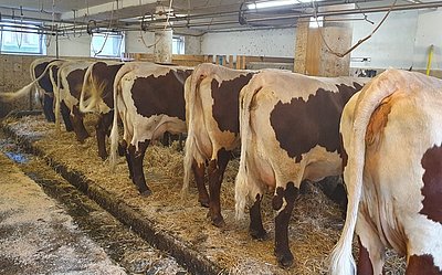 Startklar für den Weidegang - die schön gepflegten Kühe am Unterstegenhof in Söll!