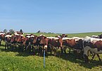 Ein schöner herbstlicher Gruß aus dem Allgäu, wo die Pinzgauer von Familie Ellgass ihr Daheim haben!