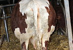 IMG 4720