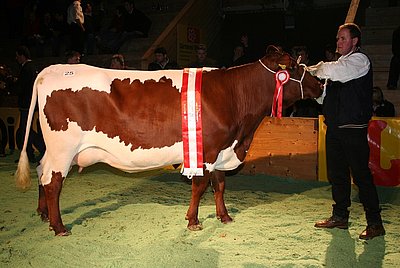 Tochter SARA erreichte beim 1. Pinzgauer Jungkuhchampionat 2008 den Championstitel in der Kategorie Pinzgauer x RF!