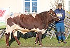 Teststierkandidat FÄNOMENAL (Fill x Grimm) von Gerhard Innerhofer, Einödberg, Mittersill