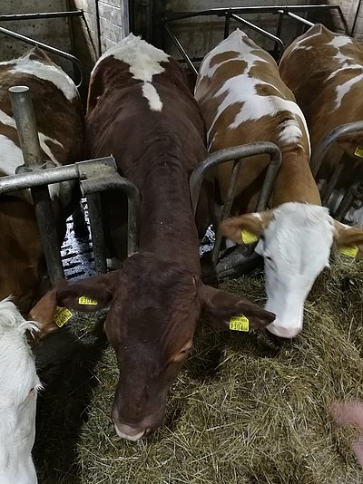 Fällt nicht nur optisch sehr positiv auf - der Pinzgauer-Jungochse (V.Streif)