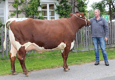 Jungkuh GABI (V.Bimark, 56,8%RF) von Wolfgang Porsche, Schüttgut, Zell am See