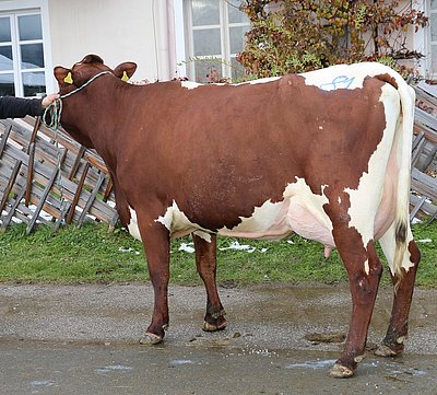 und Halbschwester RUST (40,8%RF),ebenso vom Litzlhof