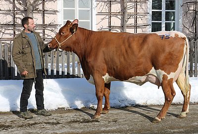 Jungkuh SUSI (V.Fageno Red) von Claudia u. Josef, Oberbichl, Großarl