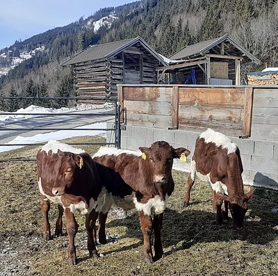 Perfekte Bedingungen für ein gutes Leben und kostbares Ochsenfleisch!