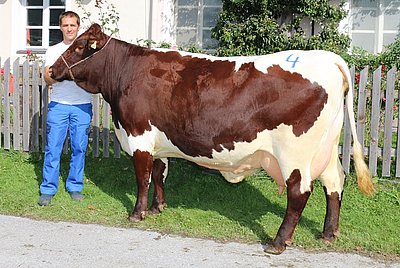 Zweitkalbskuh DONNA von Josef Volgger, Nusser, Weißbach