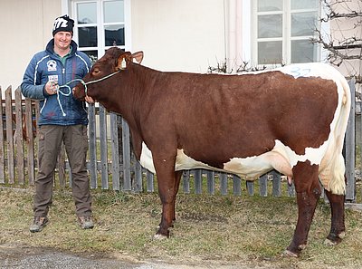 Jungkuh NELLY (V.Star) von Rupert Pirnbacher, Lehen, St. Johann/Pg.