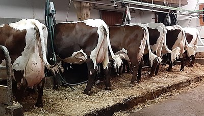 Melkzeit am Öbristhof, die mit Sicherheit Freude bereitet!
