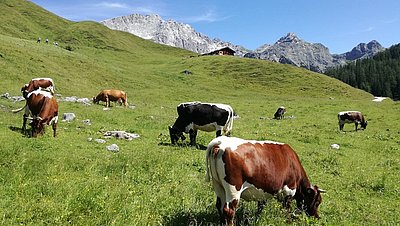 Eine bayerische Pinzgauer-Herde auf Sommerfrische auf der Kallbrunnalm in Weißbach!