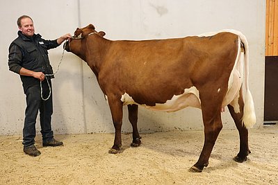 Streich Nr. 1 von Martin Gatterer - Zweitkalbskuh DOLLY (V.Redcross Red) vom Schüttgut