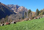 Herbstweide am Großgasteigerhof von Familie Unterhofer in Mühlwald/Südtirol