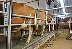 Hier wird Qualitäts-Heumilch produziert!