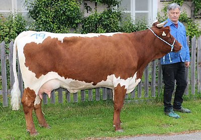 Drittlaktierende DRAU (V.Rat) von Martin Schmidinger, Premstein, Fusch