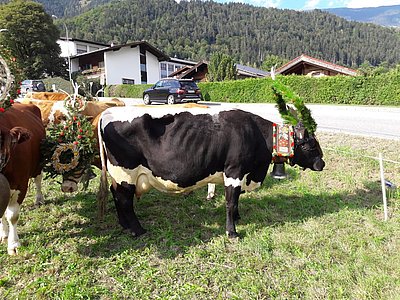 Die schöne Schwarze von Hansjörg Reiter aus Schwaz - sie führte die Herde des Martererbauern durch die Gassen der Schwazer Altstadt!