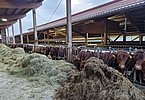 Die Ansprüche von Familie Ellgaß werden beim ersten Blick in die Herde klar! Die Ansprüche von Familie Ellgaß werden beim ersten Blick in die Herde klar!