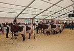 IMG 1274