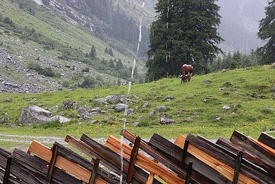 Regen war nicht wirklich gewünscht - aber ein großer Segen für Flora und Fauna!