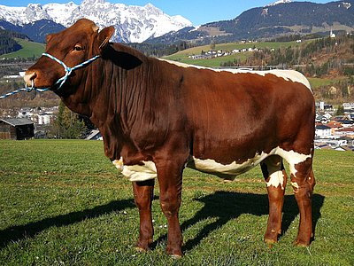 Zwei potenzielle Verkaufsstiere - RAMON (Rado x Rat) von Inge u. Josef Stock, Schnurn, Bischofshofen