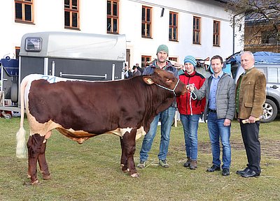 Ja!Natürlich ersteigerte mit STREIF (Sterz x Maltus) von Petra u. Michael Schiefer, Holzmann, Flachau bereits den 7. Stier!